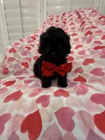 Hunter , a male Shihpoo for sale in Merritt Island, FL – 4 of 9