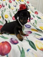 Daisy , a female Miniature Dachshund for sale in Merritt Island, FL – 3 of 8