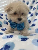 Teddy , a male Morkie for sale in Merritt Island, FL – 9 of 9