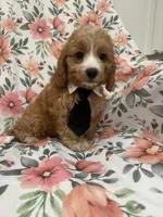 Colby , a male Cavapoo for sale in Merritt Island, FL – 9 of 10