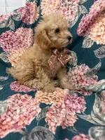 Oakley , a male Poodle - Miniature  for sale in Merritt Island, FL – 5 of 8