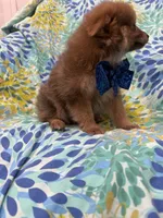 p, a male Pomeranian for sale in Merritt Island, FL – 7 of 9