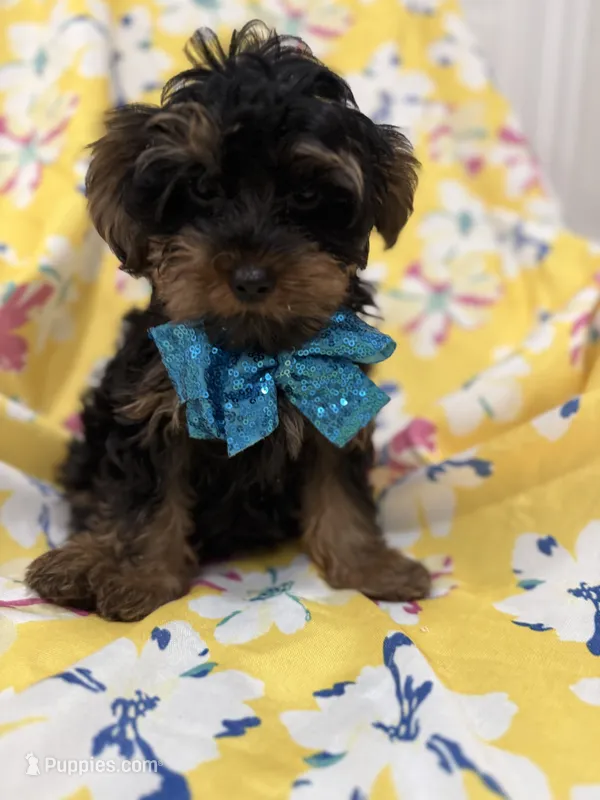 Zeus  – Yorkipoo puppy for sale in Merritt Island, FL