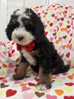 Snickers , a male Miniature Bernedoodle for sale in Merritt Island, FL – 2 of 10