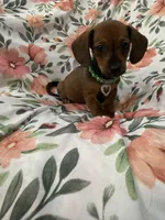 Winnie , a female Miniature Dachshund for sale in Merritt Island, FL – 2 of 8
