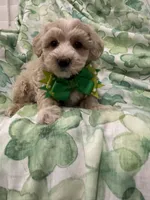 Waffles , a male Maltipoo for sale in Merritt Island, FL – Photo 4 of 5