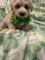 Waffles , a male Maltipoo for sale in Merritt Island, FL – Photo 5 of 5