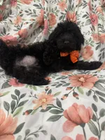 Inky , a male Yorkipoo for sale in Merritt Island, FL – 5 of 9