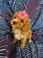 Lexi , a female Poodle - Miniature  and Cavachon for sale in Merritt Island, FL – 4 of 7