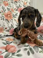 Sprinkles , a male Miniature Dachshund for sale in Merritt Island, FL – 4 of 9