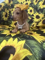 Daisy , a female Miniature Dachshund for sale in Merritt Island, FL – 2 of 10