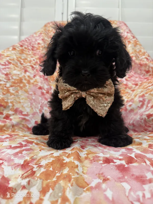 Hunter  – Shihpoo puppy for sale in Merritt Island, FL