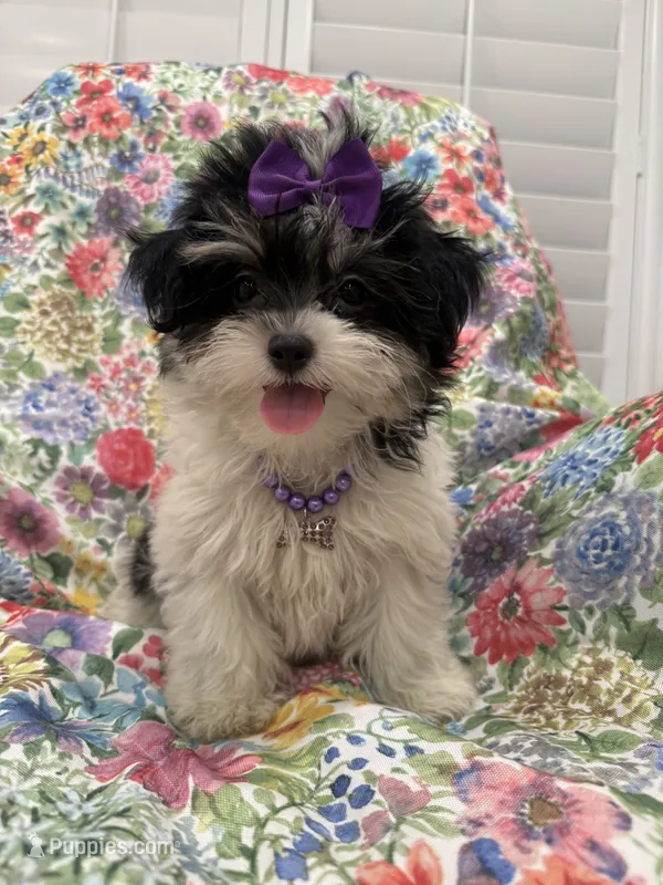 Pepper  – Bichon Frise, Shih Tzu puppy for sale in Merritt Island, FL