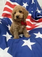 Hunter, a male Poodle - Miniature  for sale in Merritt Island, FL – 5 of 8