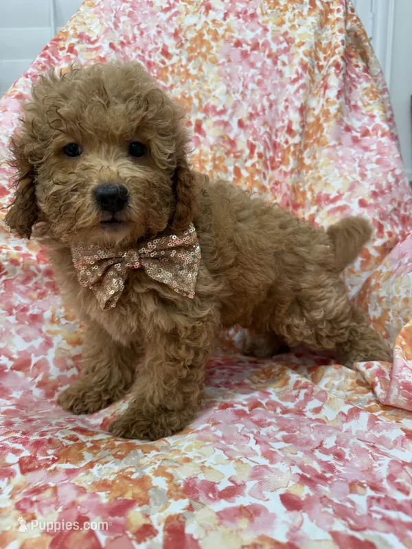 Oakley  – Miniature Goldendoodle puppy for sale in Merritt Island, FL