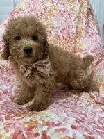 Oakley , a male Goldendoodle for sale in Merritt Island, FL – 4 of 10