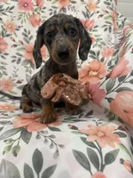 Sprinkles , a male Miniature Dachshund for sale in Merritt Island, FL – 7 of 9