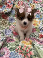 Paisley , a female Pomeranian for sale in Merritt Island, FL – 8 of 10