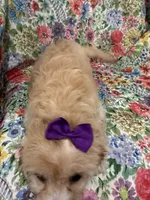 Callie , a female Cavapoo for sale in Merritt Island, FL – 3 of 10
