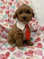 Rhett , a male Poodle - Miniature  for sale in Merritt Island, FL – Photo 5 of 9