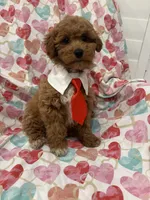 Rhett , a male Poodle - Miniature  for sale in Merritt Island, FL – Photo 9 of 9