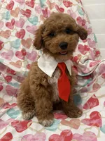 Rhett , a male Poodle - Miniature  for sale in Merritt Island, FL – Photo 6 of 9