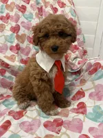 Rhett , a male Poodle - Miniature  for sale in Merritt Island, FL – Photo 3 of 9