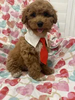 Rhett , a male Poodle - Miniature  for sale in Merritt Island, FL – Photo 2 of 9