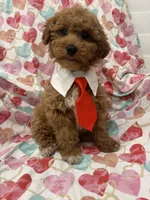Rhett , a male Poodle - Miniature  for sale in Merritt Island, FL – Photo 8 of 9