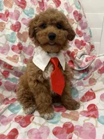 Rhett , a male Poodle - Miniature  for sale in Merritt Island, FL – Photo 4 of 9