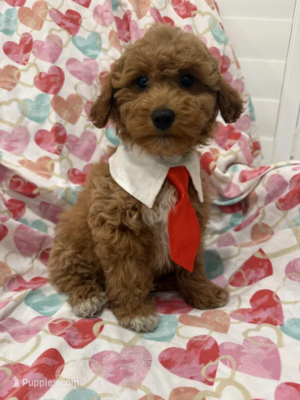 Rhett  – Poodle - Miniature  puppy for sale in Merritt Island, FL