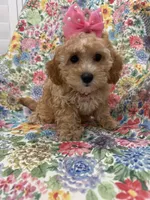 Marley , a female Cavapoo for sale in Merritt Island, FL – 3 of 10