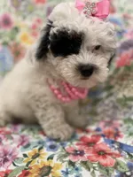 Lilly , a female Poodle - Miniature  for sale in Merritt Island, FL – Photo 2 of 10