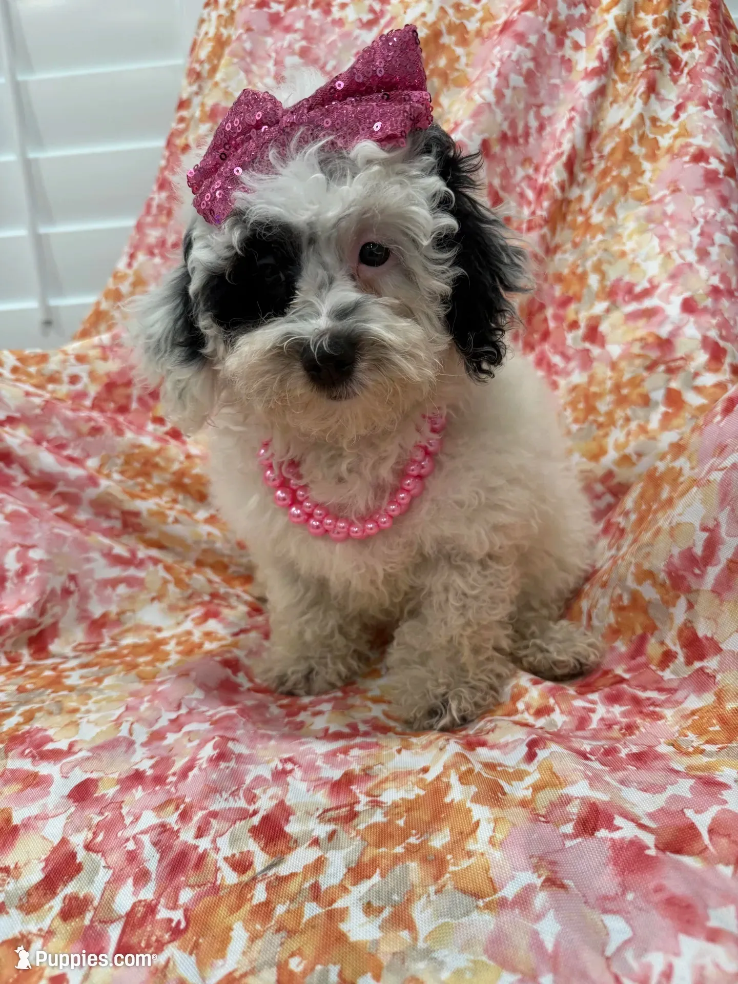 Lilly , a female Poodle - Miniature  for sale in Merritt Island, FL – 5 of 8