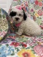 Lilly , a female Poodle - Miniature  for sale in Merritt Island, FL – Photo 5 of 10