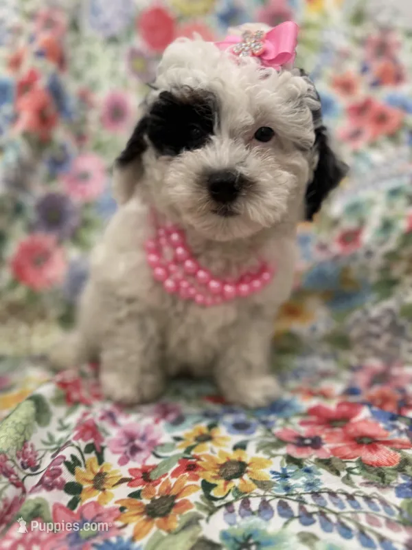 Lilly  – Poodle - Miniature  puppy for sale in Merritt Island, FL