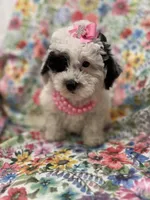 Lilly , a female Poodle - Miniature  for sale in Merritt Island, FL – Photo 3 of 10