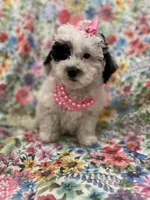Lilly , a female Poodle - Miniature  for sale in Merritt Island, FL – Photo 9 of 10