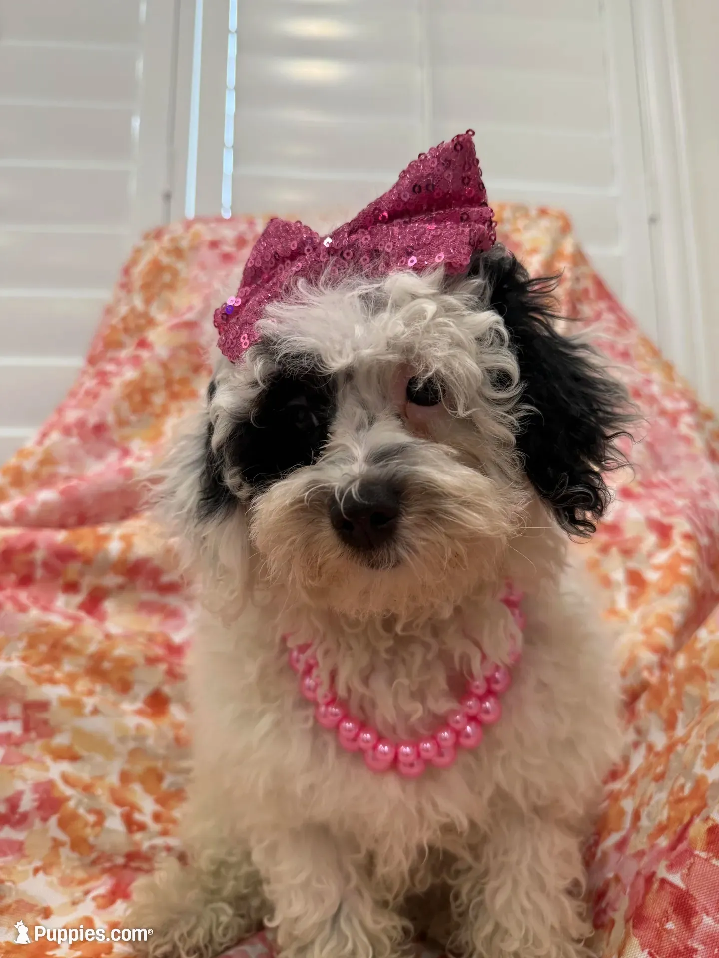 Lilly , a female Poodle - Miniature  for sale in Merritt Island, FL – 4 of 8