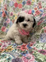 Lilly , a female Poodle - Miniature  for sale in Merritt Island, FL – Photo 6 of 10