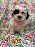 Lilly , a female Poodle - Miniature  for sale in Merritt Island, FL – Photo 7 of 10