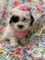 Lilly , a female Poodle - Miniature  for sale in Merritt Island, FL – Photo 4 of 10