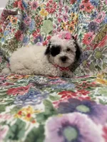 Lilly , a female Poodle - Miniature  for sale in Merritt Island, FL – Photo 10 of 10