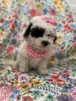 Lilly , a female Poodle - Miniature  for sale in Merritt Island, FL – Photo 8 of 10