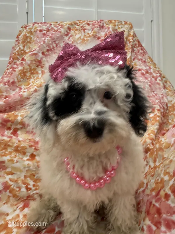 Lilly  – Poodle - Miniature  puppy for sale in Merritt Island, FL