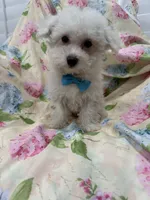 Jake , a male Bichon Frise for sale in Merritt Island, FL – 4 of 6
