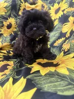 Jade , a female Shihpoo for sale in Merritt Island, FL – 7 of 10
