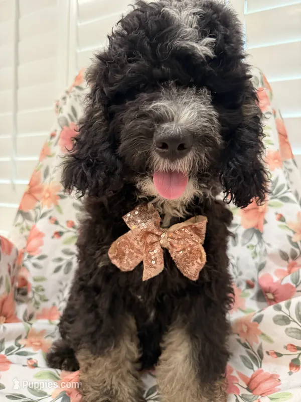 Pepper  – Miniature Bernedoodle puppy for sale in Merritt Island, FL