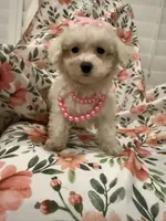 Lilly, a female Bichon Frise for sale in Merritt Island, FL – 2 of 9