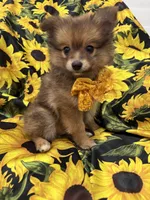 Koda , a male Pomeranian for sale in Merritt Island, FL – 2 of 10